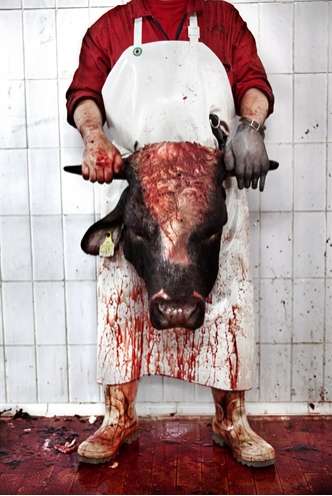 Um homem vestindo blusa vermelha de manga com um avental branco por cima segurando a cabeça cortada de um touro num local ensanguentado.